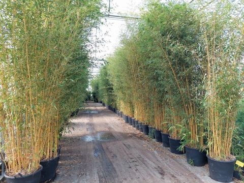 Phyllostachys aureosulcata 'Aureocaulis'