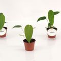Anthurium peltigerum
