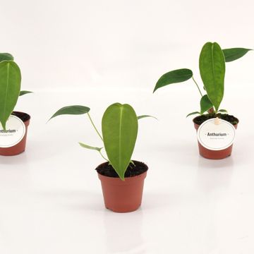 Anthurium peltigerum