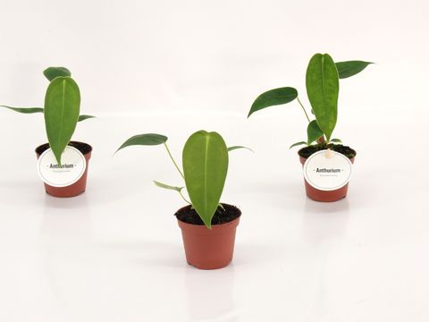 Anthurium peltigerum