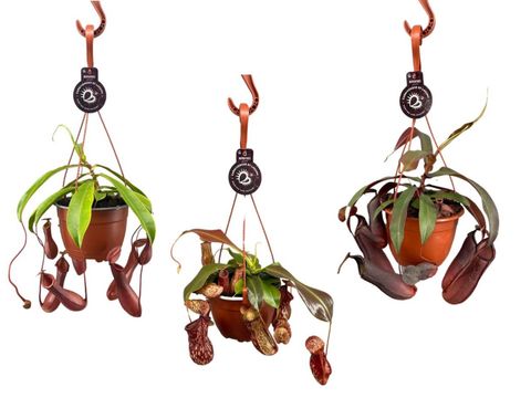 Nepenthes MIX