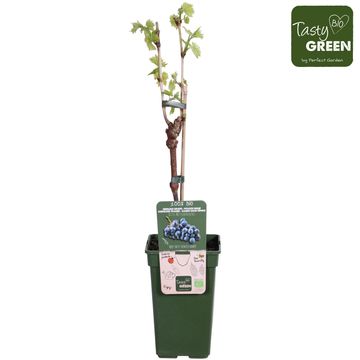 Vitis 'Mitschurinski'