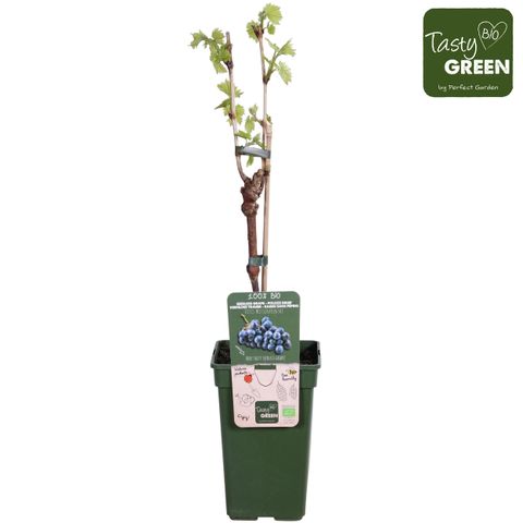 Vitis 'Mitschurinski'