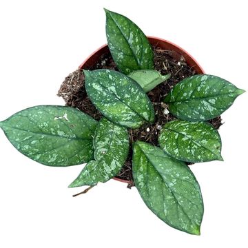 Hoya 'Crassipetiolata Splash'