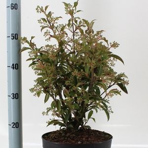 Viburnum x hillieri 'Winton' (About Plants Zundert BV)