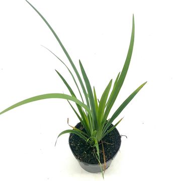 Iris versicolor