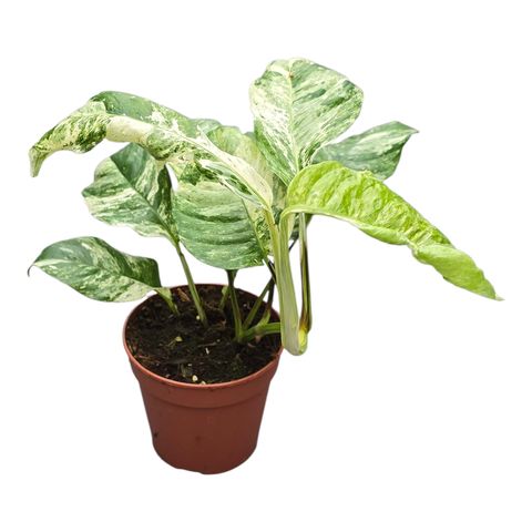 Rhaphidophora 'Indo. Variegata'