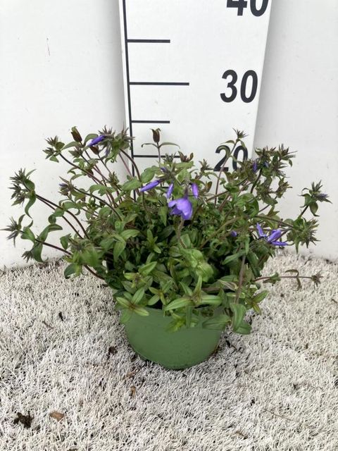 Phlox divaricata 'Blue Moon'