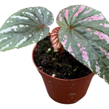 Begonia brevirimosa