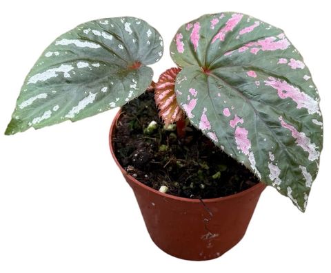 Begonia brevirimosa