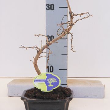 Pseudolarix amabilis