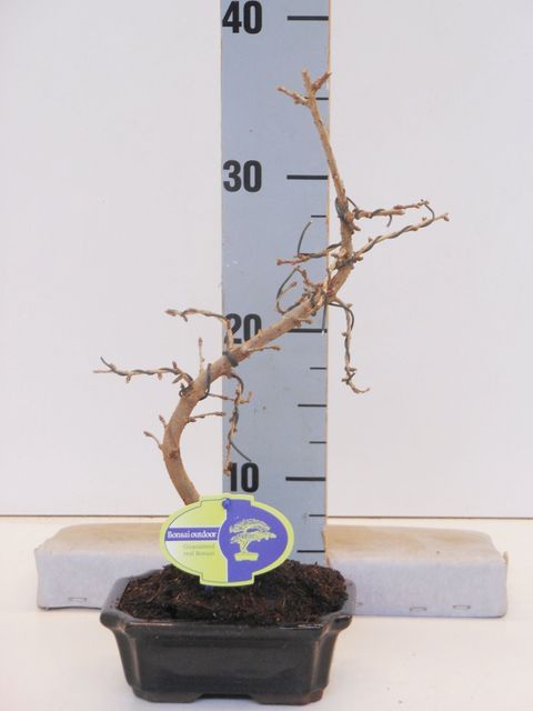 Pseudolarix amabilis
