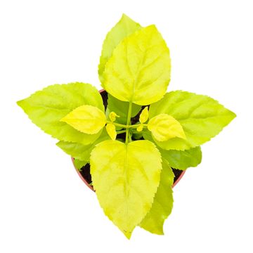 Radermachera sinica 'Aurea'