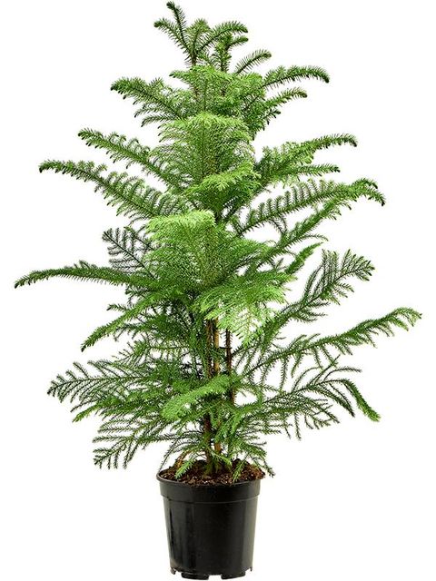 Araucaria heterophylla