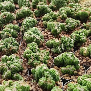 Cereus peruvianus cristata