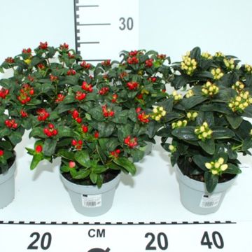 Hypericum x inodorum MIX