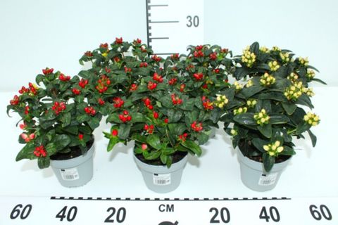 Hypericum x inodorum MIX