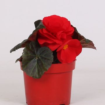 Begonia TENELLA F1 SCARLET