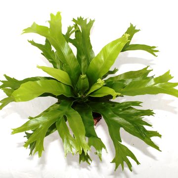 Asplenium nidus 'Crissie'