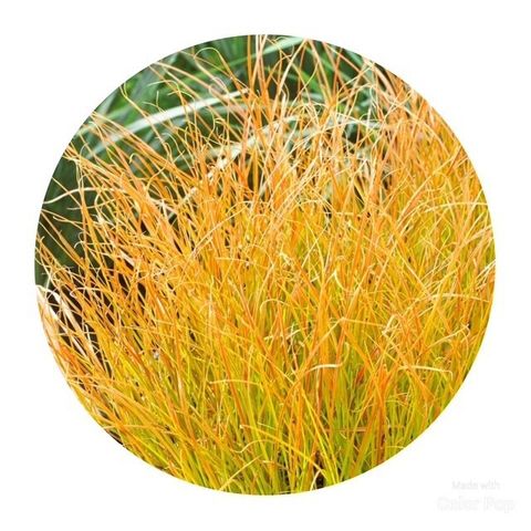 Carex testacea PRAIRIE FIRE COLORGRASS