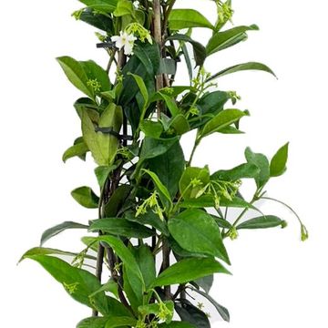 Trachelospermum jasminoides