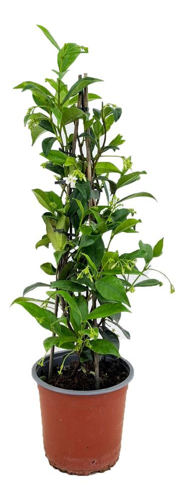 Trachelospermum jasminoides