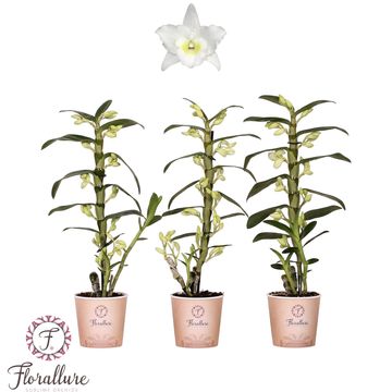 Dendrobium nobile SPRING DREAM STAR CLASS APOLLON