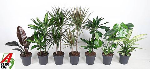 Houseplants MIX