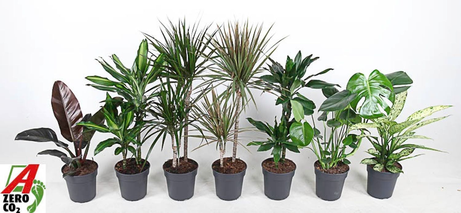 Houseplants MIX — Plant Wholesale FlorAccess