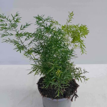 Asparagus densiflorus 'Cwebe'