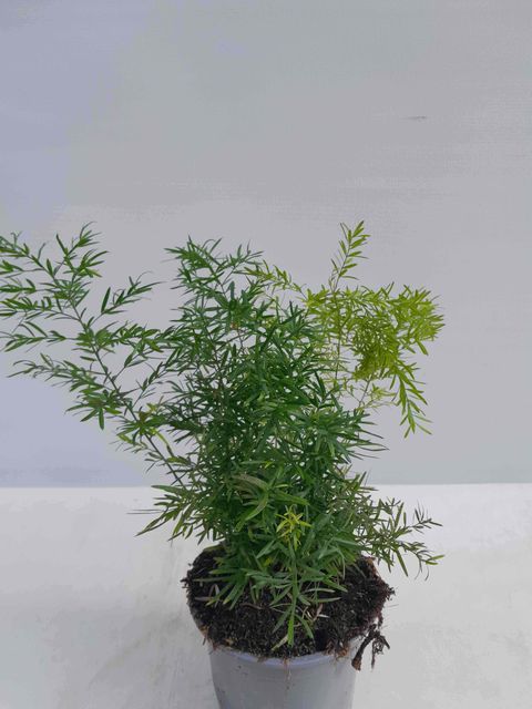 Asparagus densiflorus 'Cwebe'