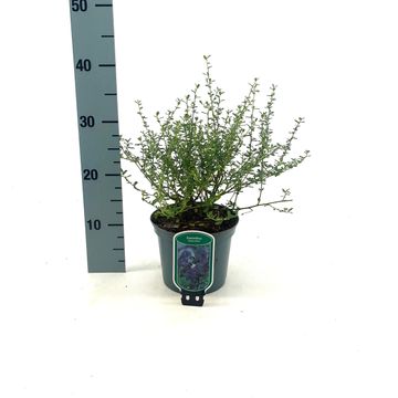 Ceanothus 'Italian Skies'