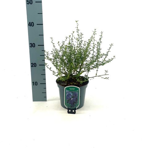 Ceanothus 'Italian Skies'