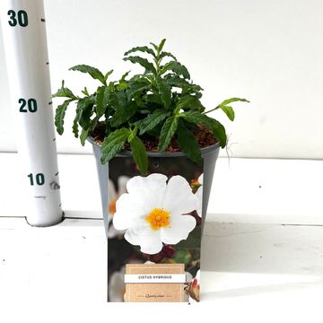 Cistus x hybridus