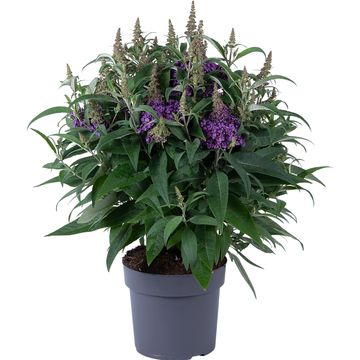 Buddleja davidii BUTTERFLY CANDY LITTLE LILA