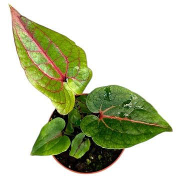 Cyrtosperma johnstonii