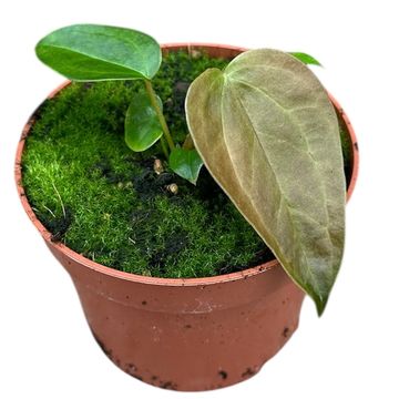 Anthurium 'Queen of Hearts'