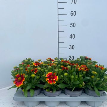Gaillardia aristata GUAPA FLAMENCO BICOLOUR