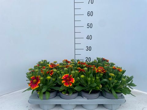 Gaillardia aristata GUAPA FLAMENCO BICOLOUR