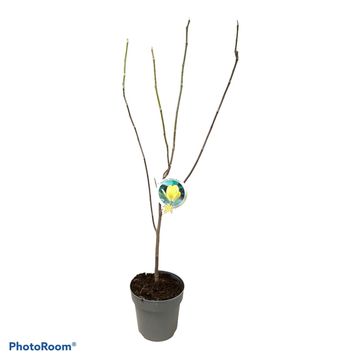 Magnolia denudata YELLOW RIVER