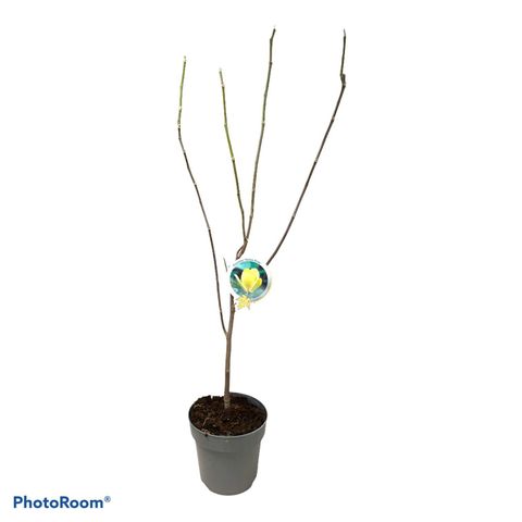 Magnolia denudata YELLOW RIVER