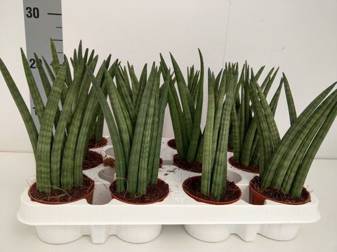 Sansevieria cylindrica 'Victory'