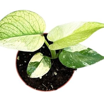 Monstera MINT
