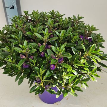 Hebe 'Karaka Lilac'