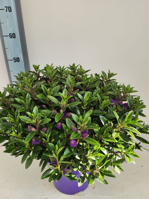 Hebe 'Karaka Lilac'