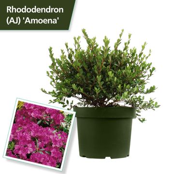Rhododendron 'Amoenum' (AJ)