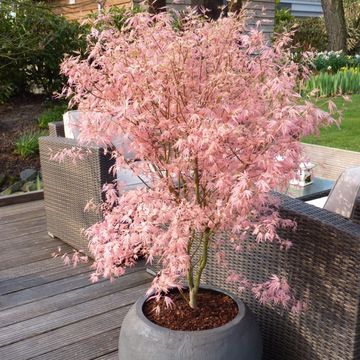 Acer palmatum 'Taylor'