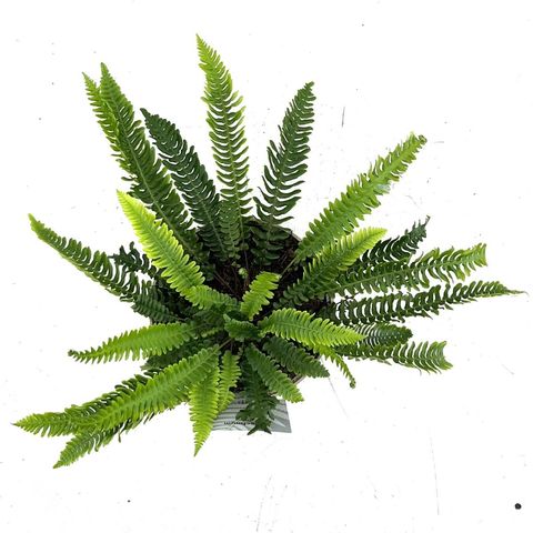 Blechnum spicant