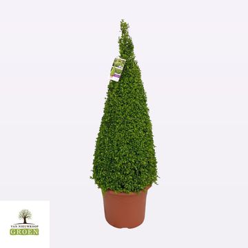 Buxus sempervirens