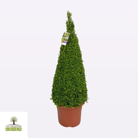 Buxus sempervirens